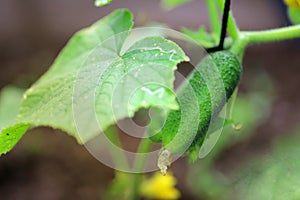 Young plant cucumber with yellow flowers. Juicy fresh cucumber close-up macro on a background of leaves