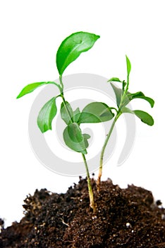 Young plant with dirt