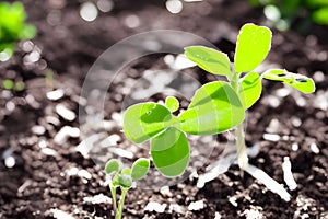 young plant with drop of water in sunlight, Growing plant grow up, a close up of a plant, , Generative AI