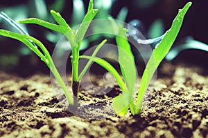 young plant with drop of water in sunlight, Growing plant grow up, a close up of a plant, , Generative AI