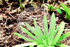 young plant with drop of water in sunlight, Growing plant grow up, a close up of a plant, , Generative AI