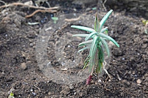 young plant of Euphorbia lathyris growing in the vegetable garden. mole plant to repel rodents. spurge