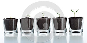 Young plant evolution - growth