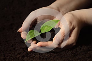 young plant in female hands, planting a tree in the soil, ecology and farming concept