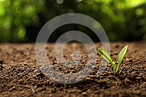 Young plant in fertile soil on blurred background. Gardening time