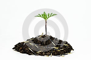Young plant in fertile soil, seeds around. Marigold (Tagetes) flower seedling, white background