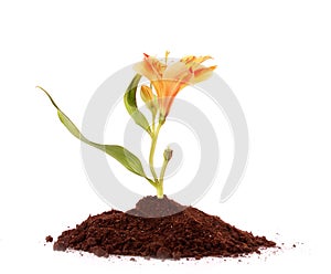 Young plant with flower in ground isolated