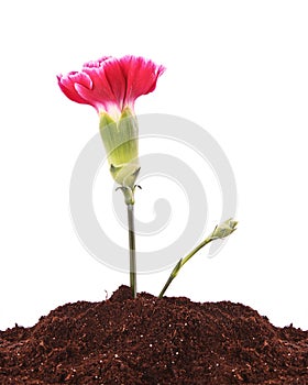 Young plant with flower in ground isolated