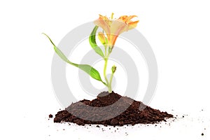 Young plant with flower in ground isolated