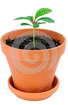 Young plant in flower pot.