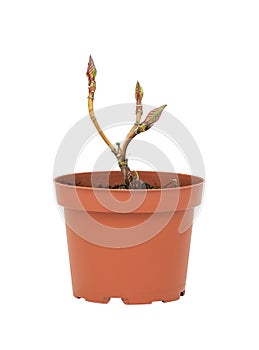 young plant in a flower pot on a white background