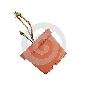 young plant in a flower pot on a white background