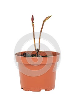 young plant in a flower pot on a white background