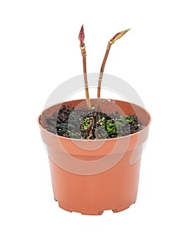 young plant in a flower pot on a white background