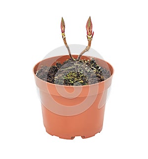 young plant in a flower pot on a white background