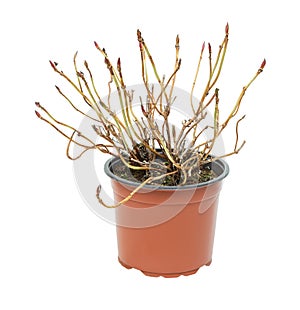 young plant in a flower pot on a white background