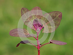 Young plant of garden orache or mountain spinach, Atriplex hortensis