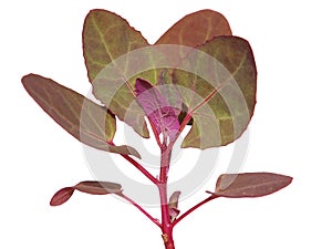 Young plant of garden orache or red orach, isolated on white, Atriplex hortensis