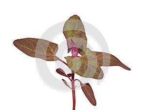 Young plant of garden orache, red orach, or mountain spinach, isolated on white, Atriplex hortensis