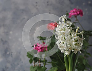 Young plant geocint with green leaves and white flowers on the background of other home plants. In everyday life, the geocint is