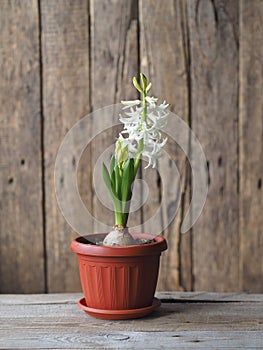 Young plant geocint with green leaves and white flowers on the window with other home plants.In everyday life