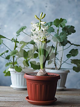 Young plant geocint with green leaves and white flowers on the window with other home plants.In everyday life