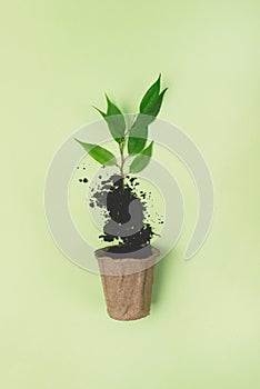 Young Plant with Green Leaves in Small Pot on the Green Background Spring or Summer Gardening Concept