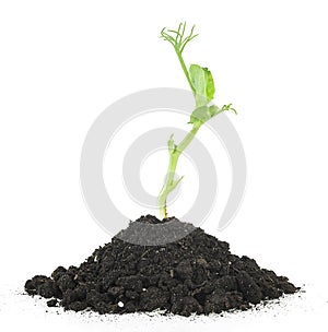 Young plant of green peas growing out from black soil, white background