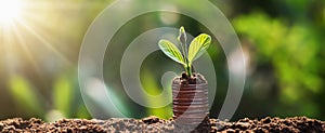 young plant grow on coins with sunrise. finance and accounting concept