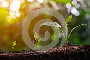 Young plant grow sequence in soil garden agriculture with sunlight green blur background. Germinating seedling step sprout growing