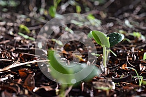 Young Plant Growing - Beginning Of A New Life