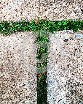 Young plant growing through the cement concrete ground