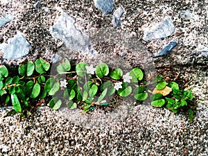 Young plant growing through the cement concrete ground