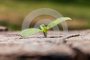 Young plant growing in crack of the remains stumps.