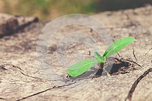 Young plant growing in crack of the remains stumps.