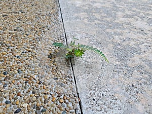 Young plant growing on crack street path