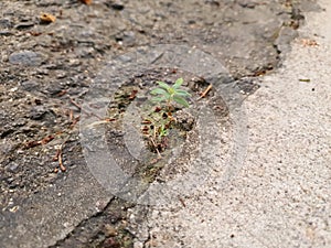 Young plant growing on crack street path