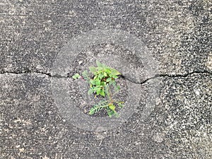 Young plant growing on crack street path