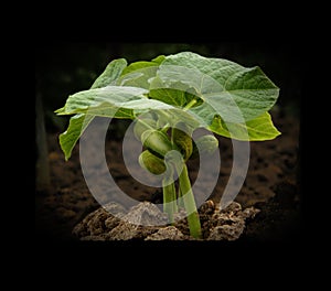 Young plant growing in darkness