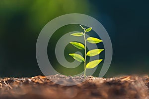 young plant growing on dirt with sunshine in nature. eco earthday concept