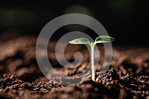 young plant growing on dirt with sunshine in nature. eco earthday concept