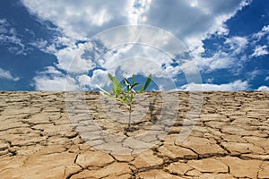 Young plant growing on drought land under the sky