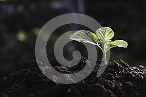 Young plant growing on fertile soil in garden for agriculture concept
