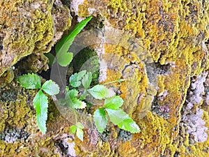 Young plant growing on gaps of rock wall