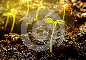 Young plant growing in garden with sunlight