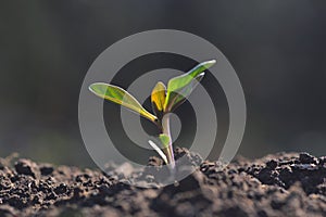 Young plant growing in garden with sunlight. Earth day concept