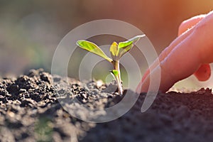 Young plant growing in garden with sunlight. Earth day concept