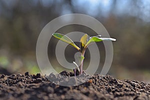 Young plant growing in garden with sunlight. Earth day concept