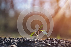 Young plant growing in garden with sunlight. Earth day concept