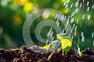 Young plant growing in garden while Watering a tree with sunlight and bokeh background